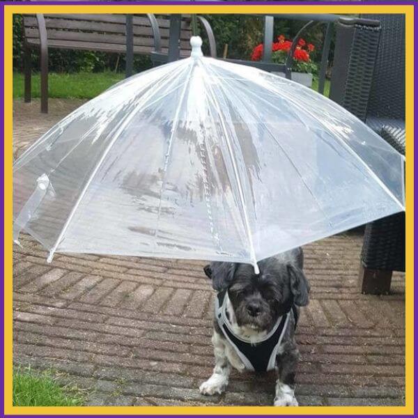 RainRuff umbrella for small dog protection in rain