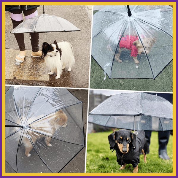 Small dogs under clear umbrellas for pets on rainy days, outdoor collage