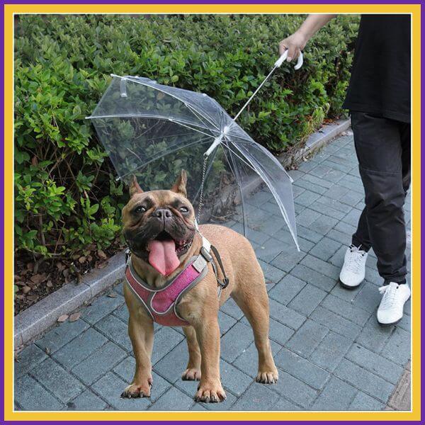 Small dog in pink harness on sidewalk walks under clear dog umbrella with owner