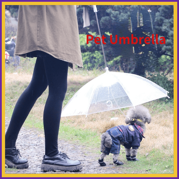 Small dog in denim harness walking under clear pet umbrella with owner outdoors