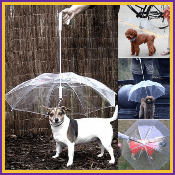 Multiple dogs using transparent dog umbrellas outdoors to stay dry in rainy weather.