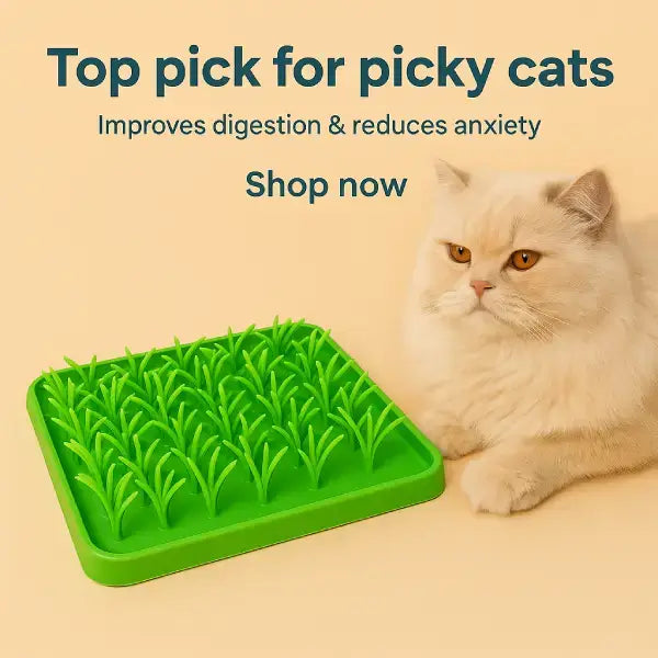 Comer rápido perjudica a las mascotas: cómo solucionarlo con suavidad | Gato