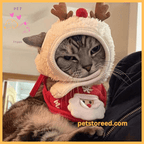 Gray tabby cat wearing a cute reindeer Christmas hat and Santa bib, petstoreed.com promo