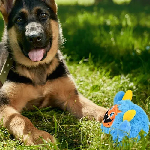 German Shepherd puppy sitting on grass next to a blue squeaky dog toy