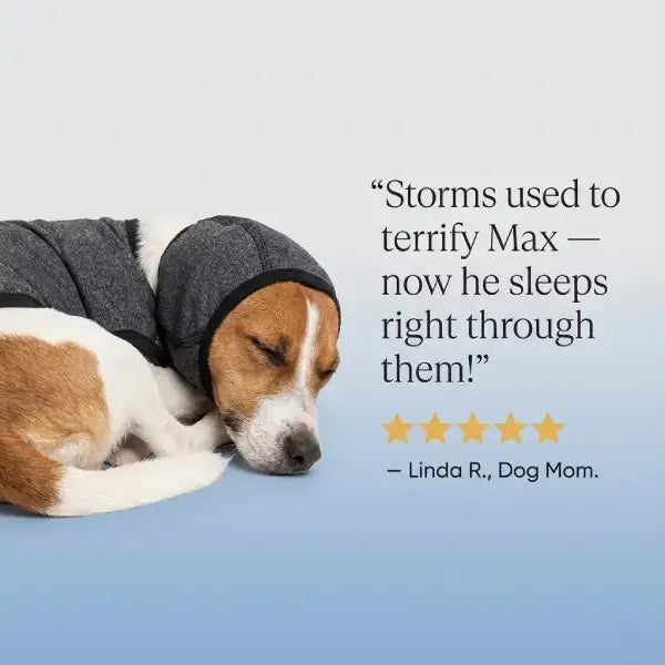 Pet review image showing relaxed dog wearing sound protection during storms.