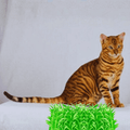 Comer rápido perjudica a las mascotas: cómo solucionarlo con suavidad | Gato