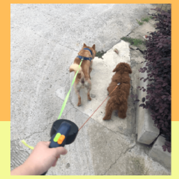 Two dogs walking on sidewalk with LeashMates double retractable dog leash