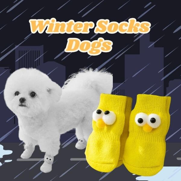 Small dog wearing yellow winter dog socks with cartoon eyes, city rain background, pet apparel